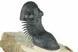 Flying Paralejurus Trilobite With Exposed Hypostome #376898-5